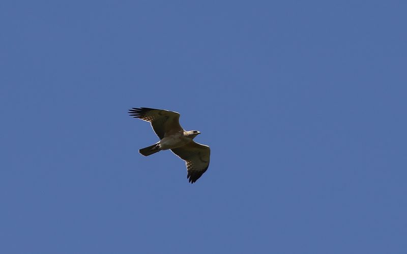 Hkrn - Bonellis Eagle (Aquila fasciata)