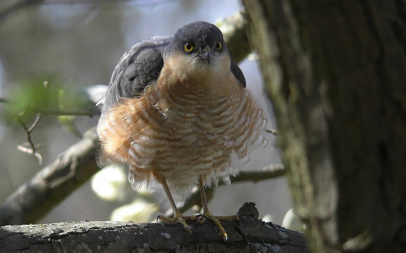 Sparvhök - Eurasian Sparrow Hawk (Accipiter nisus)