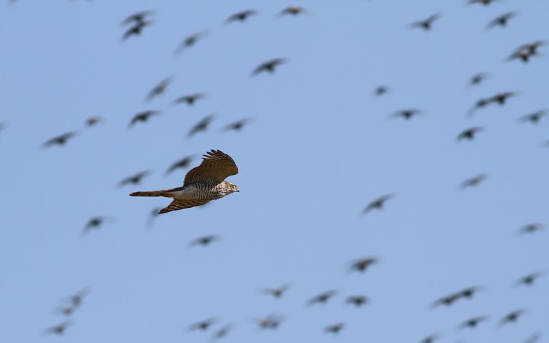 Sparvhök - Eurasian Sparrow Hawk (Accipiter nisus)