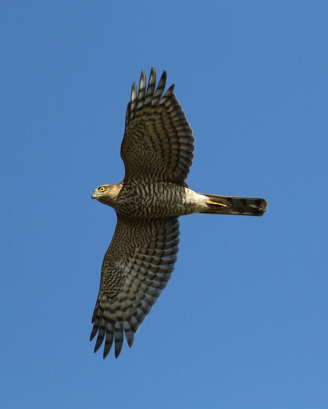 Sparvhök - Eurasian Sparrow Hawk (Accipiter nisus)