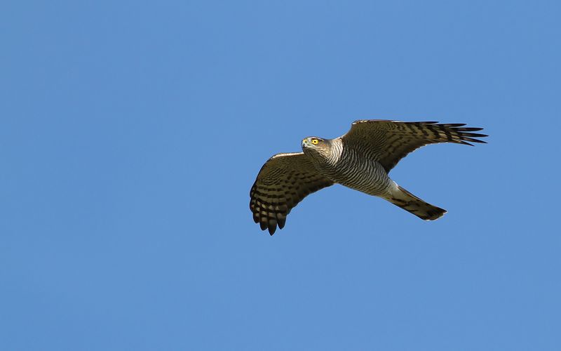 Sparvhök - Eurasian Sparrow Hawk (Accipiter nisus)