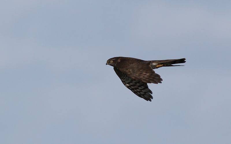 Sparvhök - Eurasian Sparrow Hawk (Accipiter nisus)