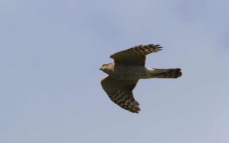 Sparvhök - Eurasian Sparrow Hawk (Accipiter nisus)