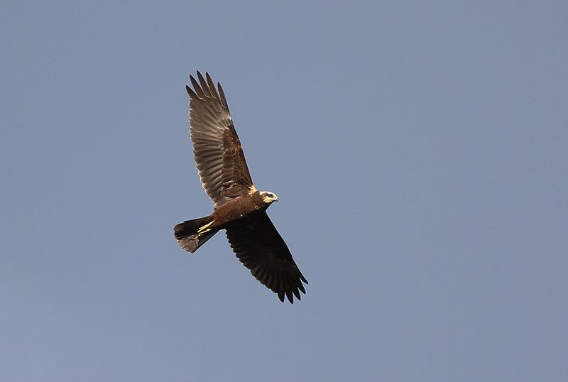 Brun kärrhök - Western Marsh Harrier (Circus aeruginosus)