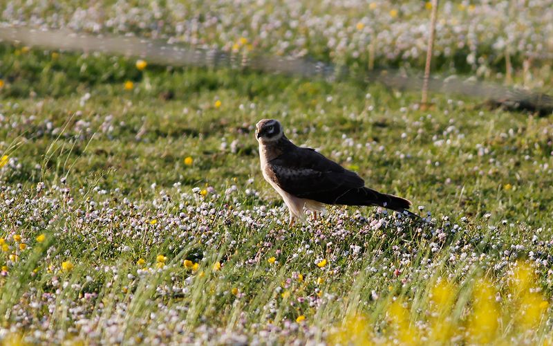 Stäpphök - Pallid Harrier (Circus macrourus)