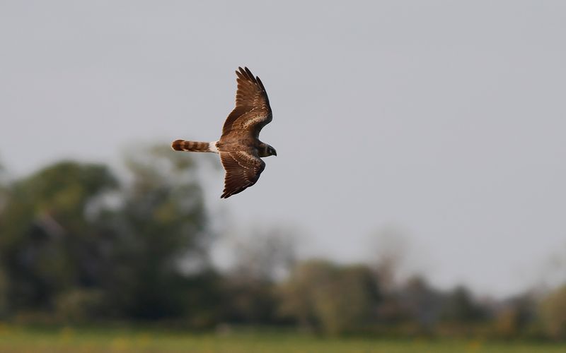 Stäpphök - Pallid Harrier (Circus macrourus)