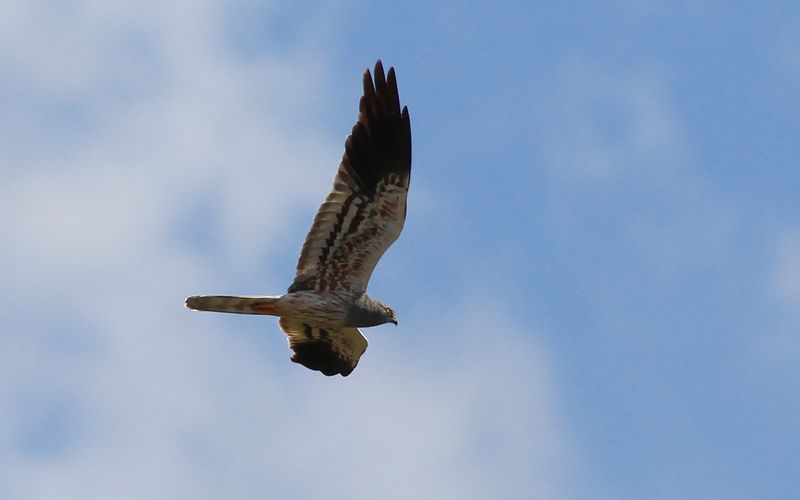 Ängshök - Montagu’s Harrier (Circus pygargus)