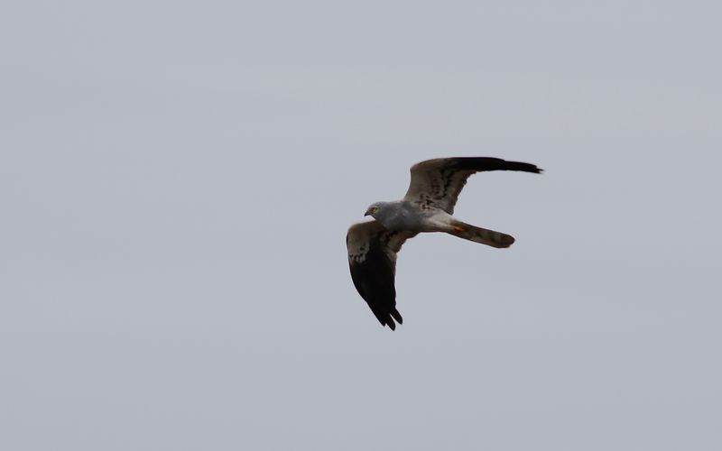 Ängshök - Montagu’s Harrier (Circus pygargus)