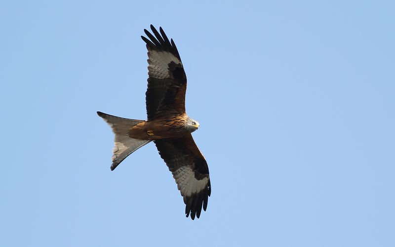 Röd glada - Red Kite (Milvus milvus)