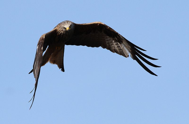 Röd glada - Red Kite (Milvus milvus)