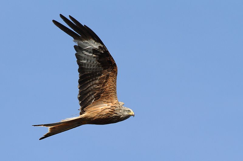 Röd glada - Red Kite (Milvus milvus)