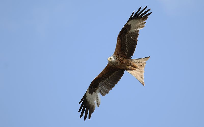 Röd glada - Red Kite (Milvus milvus)
