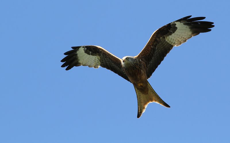 Röd glada - Red Kite (Milvus milvus)