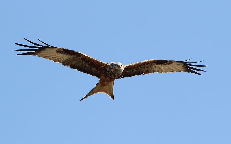 Röd glada - Red Kite (Milvus milvus)