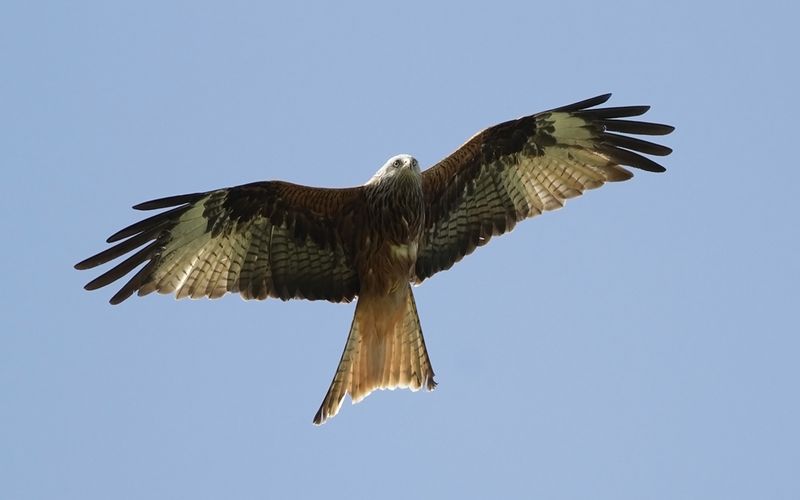 Röd glada - Red Kite (Milvus milvus)