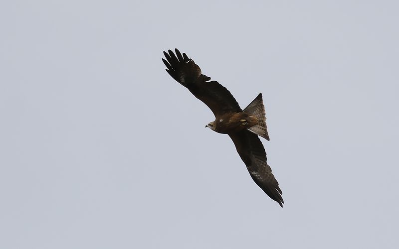 Brun glada - Black Kite (Milvus migrans)