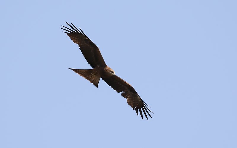 Brun glada - Black Kite (Milvus migrans)