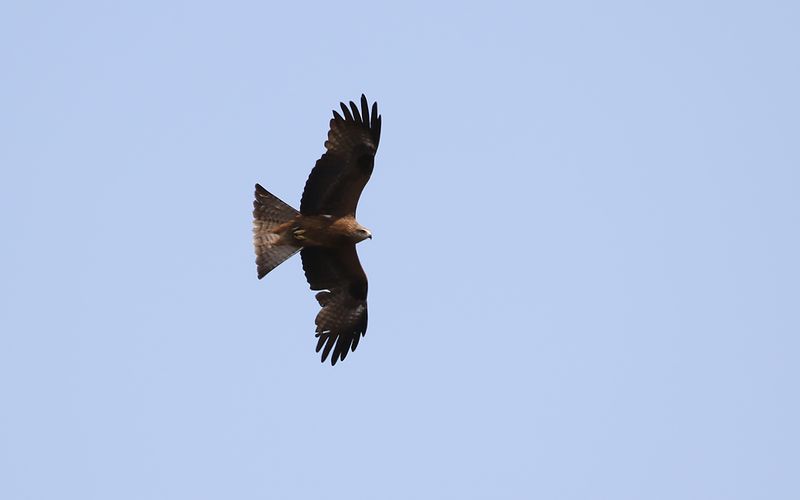 Brun glada - Black Kite (Milvus migrans)