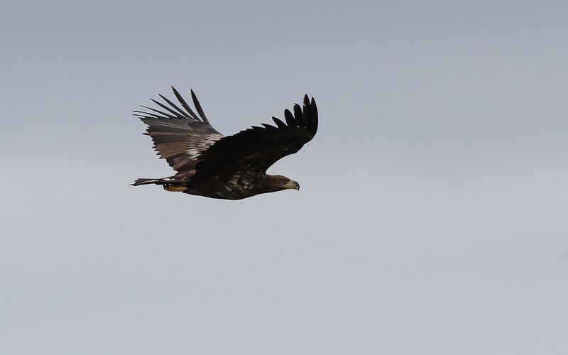 Havsörn - White-tailed Eagle (Haliaeetus albicilla)