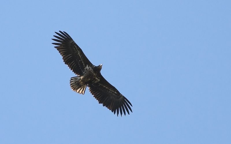 Havsörn - White-tailed Eagle (Haliaeetus albicilla)