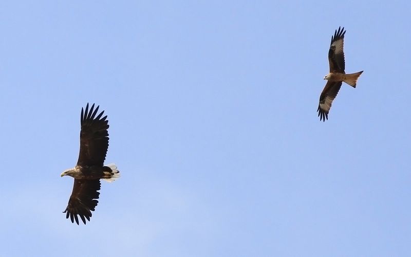 Havsrn - White-tailed Eagle (Haliaeetus albicilla)