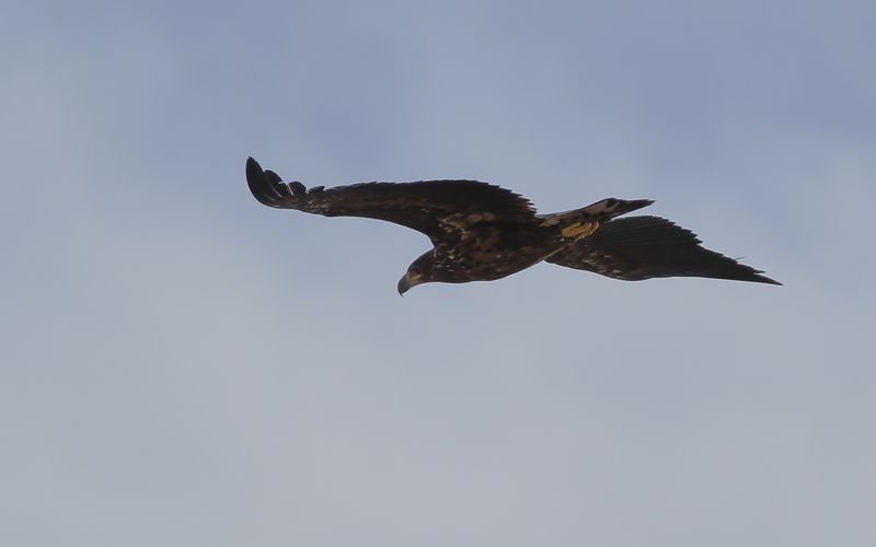 Havsrn - White-tailed Eagle (Haliaeetus albicilla)