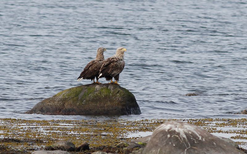 Havsrn - White-tailed Eagle (Haliaeetus albicilla)