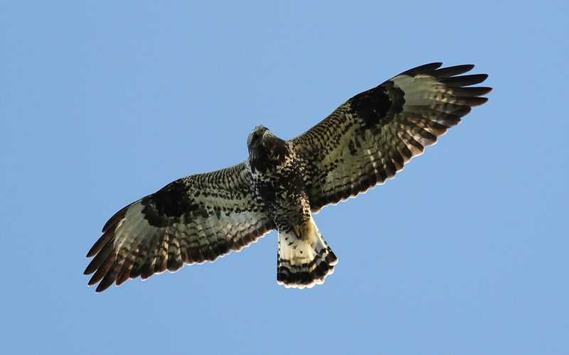 Fjällvråk - Rough-legged Buzzard (Buteo lagopus)