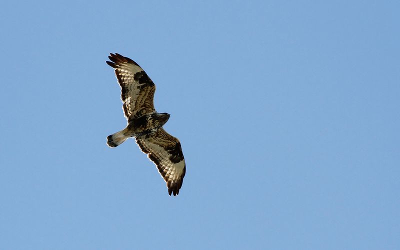 Fjällvråk - Rough-legged Buzzard (Buteo lagopus)