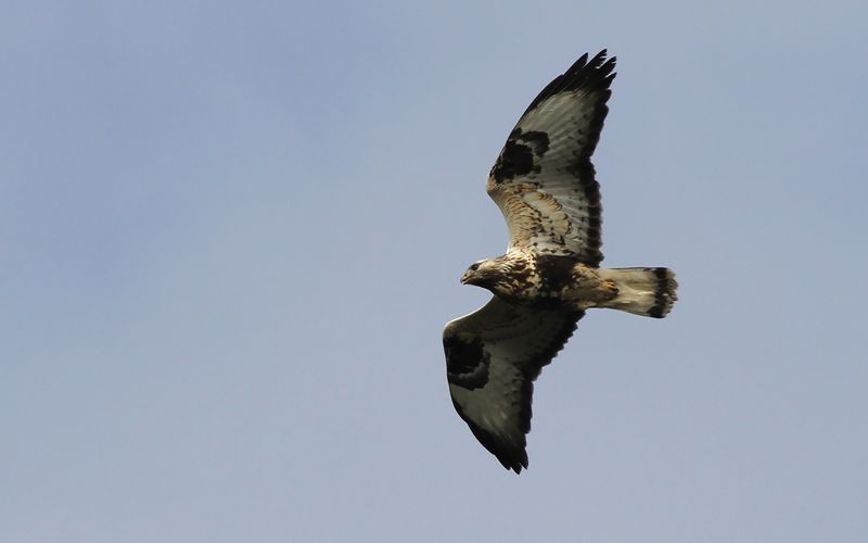 Fjällvråk - Rough-legged Buzzard (Buteo lagopus)