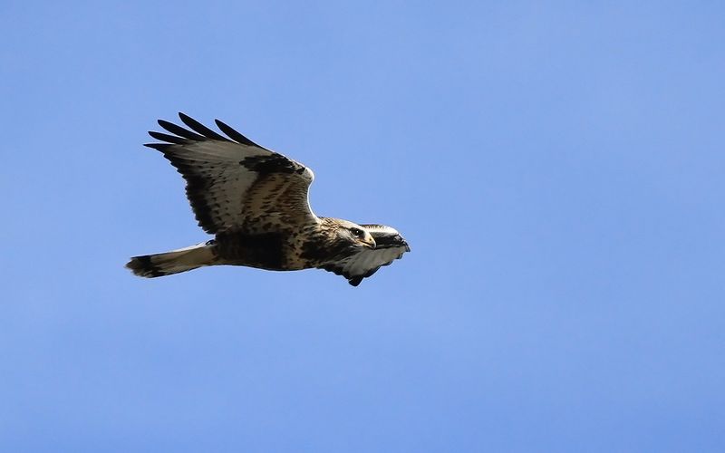Fjällvråk - Rough-legged Buzzard (Buteo lagopus)
