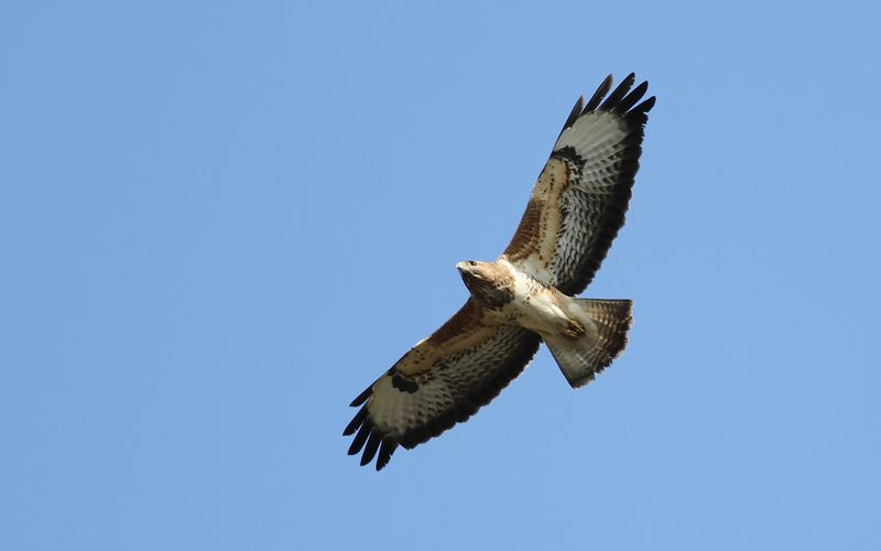 Ormvrk - Common Buzzard (Buteo buteo)