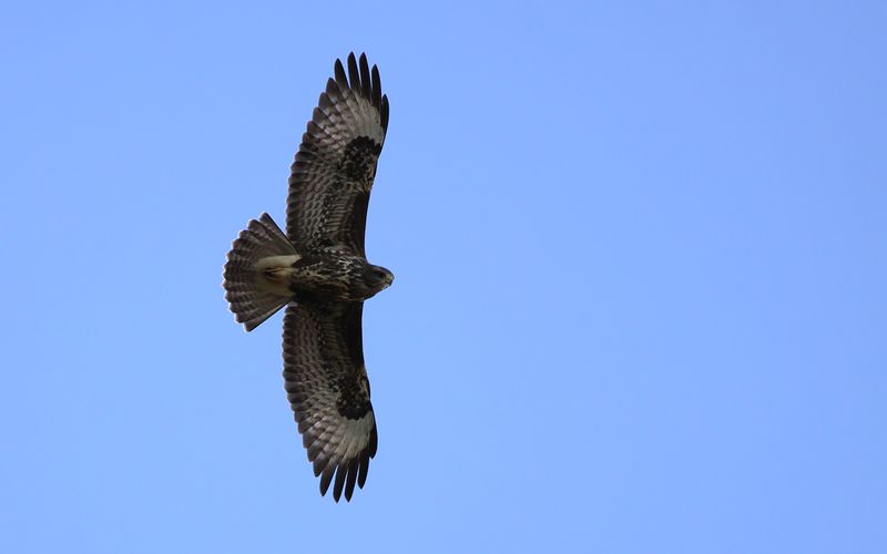 Ormvrk - Common Buzzard (Buteo buteo)