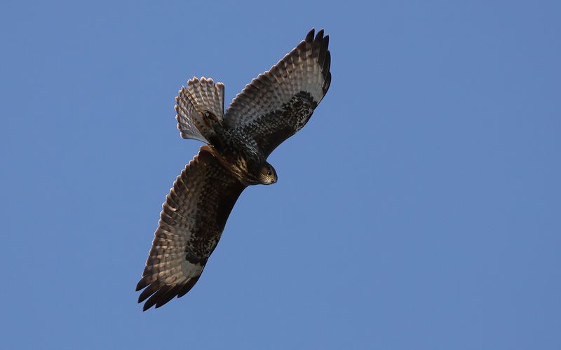 Ormvråk - Common Buzzard (Buteo buteo)