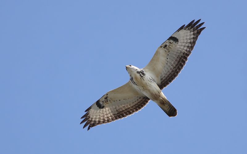 Ormvråk - Common Buzzard (Buteo buteo)