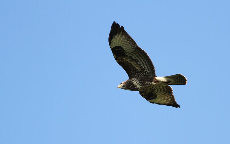 Ormvråk - Common Buzzard (Buteo buteo)