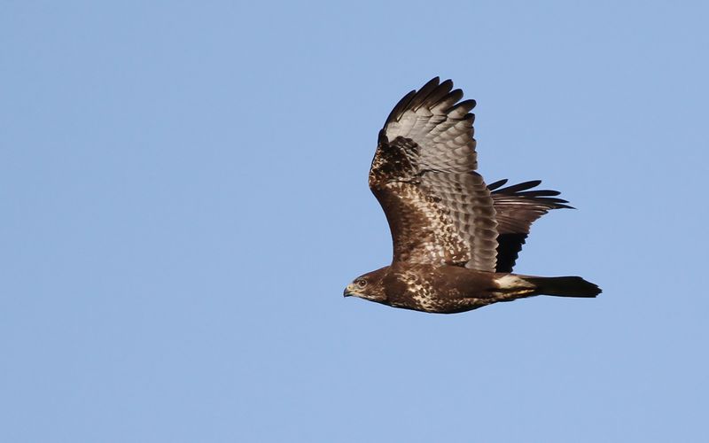 Ormvråk - Common Buzzard (Buteo buteo)