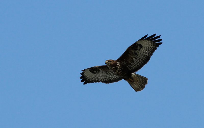 Ormvråk - Common Buzzard (Buteo buteo)
