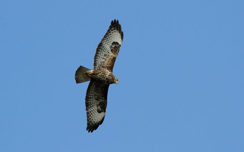Ormvråk - Common Buzzard (Buteo buteo)