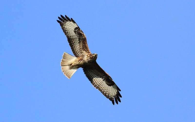 Ormvråk - Common Buzzard (Buteo buteo)
