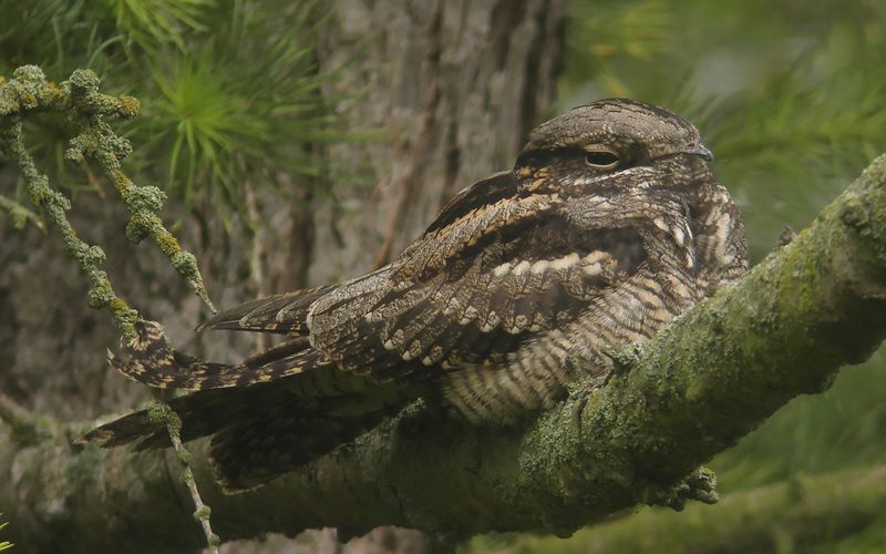 Nattskrra - Nightjar  (Caprimulgus europaeus)
