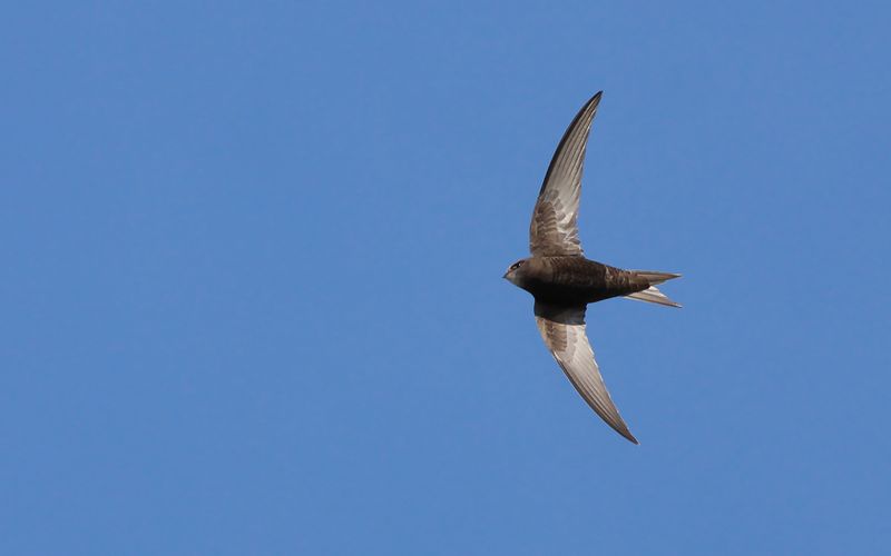 Tornseglare - Common Swift (Apus apus)