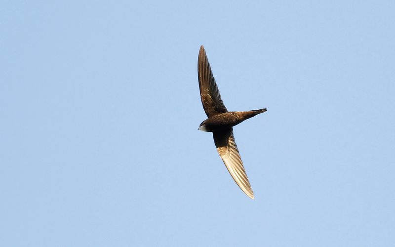 Tornseglare - Common Swift (Apus apus)