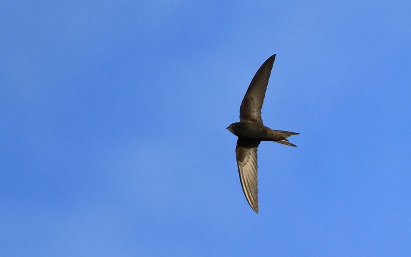 Tornseglare - Common Swift (Apus apus)