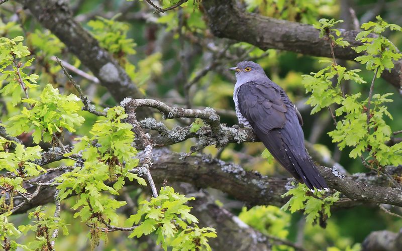 Gk - Cuckoo (Cuculus canorus)