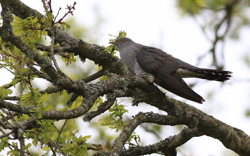 Gk - Cuckoo (Cuculus canorus)
