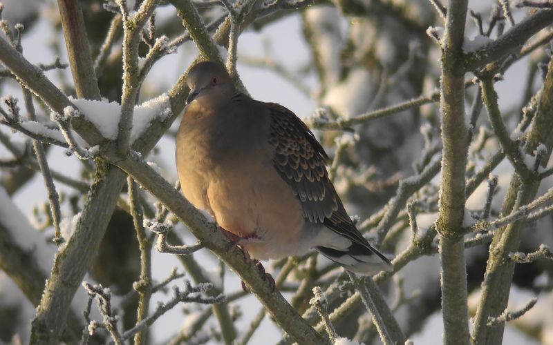 Strre turturduva - Oriental Turtle Dove  (Streptopelia orientalis)