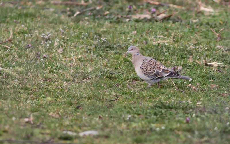 Strre turturduva - Oriental Turtle Dove  (Streptopelia orientalis)