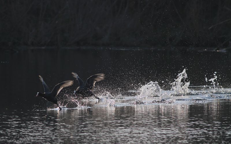 Sothna - Coot  (Fulica atra)