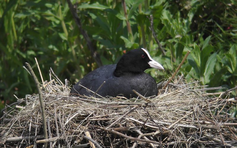 Sothna - Coot  (Fulica atra)
